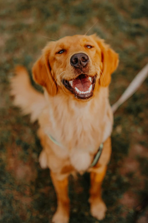 a dog on a leash and its mouth open with its mouth open