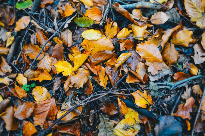 the leaves are all over the ground on the ground