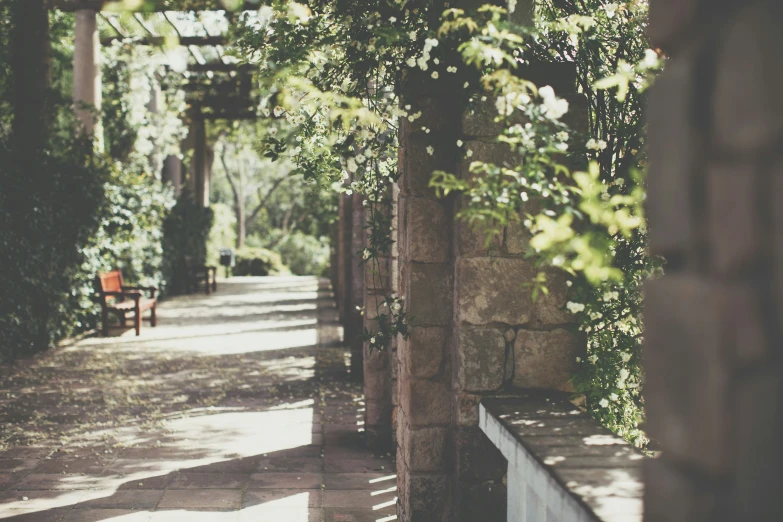 a path lined with vines between two trees and an archway