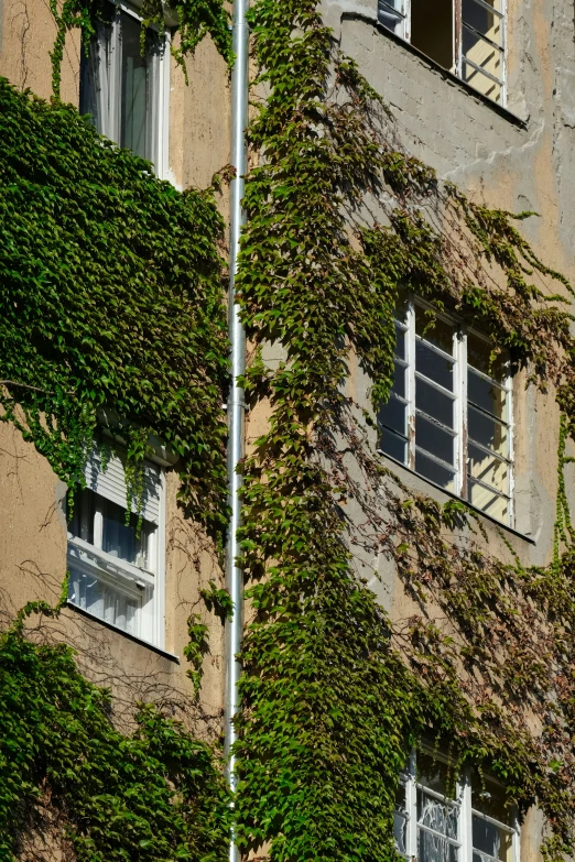 an old building with vines growing on it