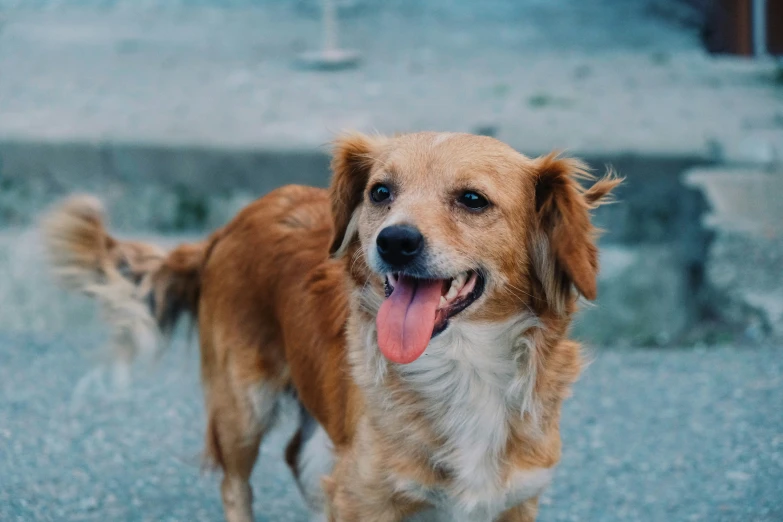 a close up of a dog on a street with its tongue out