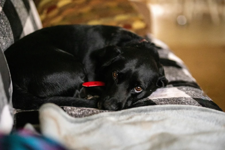 the black dog is laying on the bed