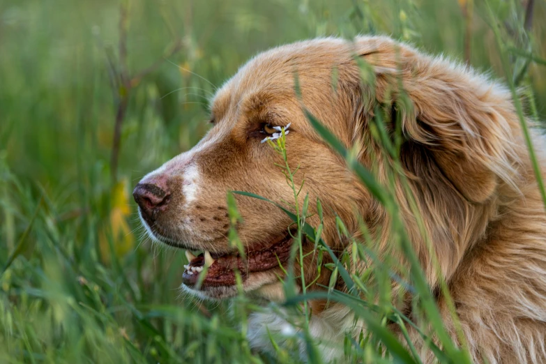 a dog looking at the camera through some tall grass