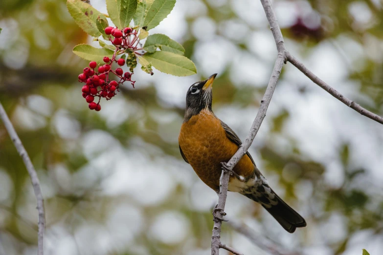 small bird sitting on a tree nch with berries