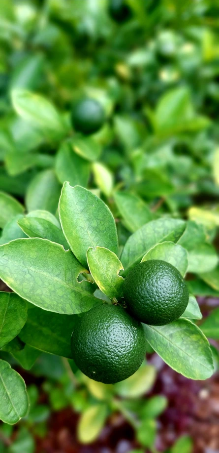 an up close s of some fruit on the bush