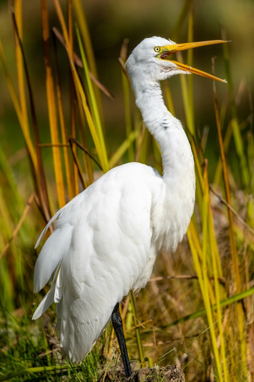 a tall white bird standing in the middle of the grass