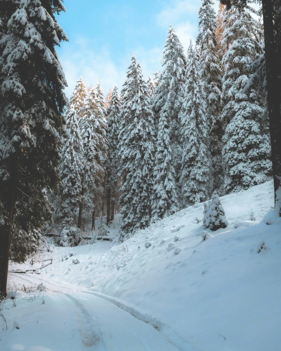 this is a snowy road with snow on the trees