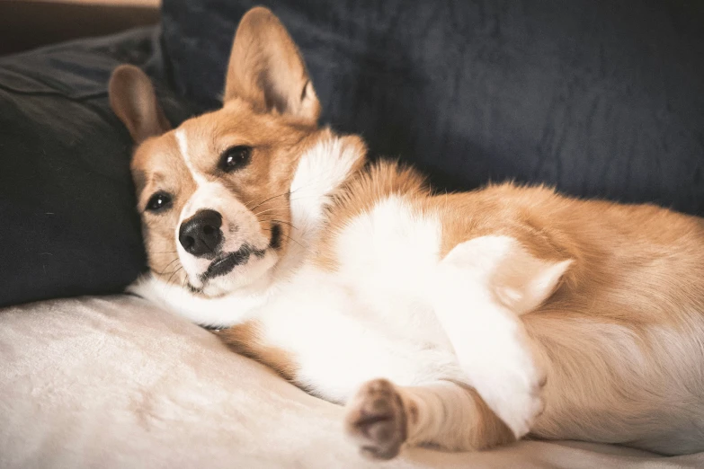 the small dog is laying down on the couch