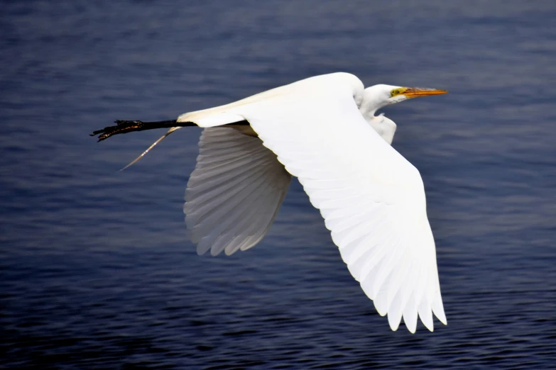 a great white egret with a long black beak flies in the sky above a body of water