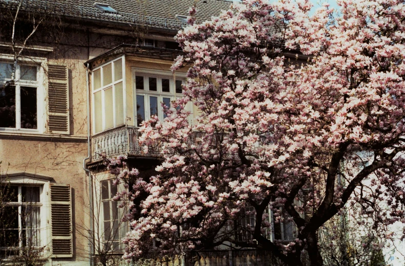 an old pink tree with some white windows and a fence