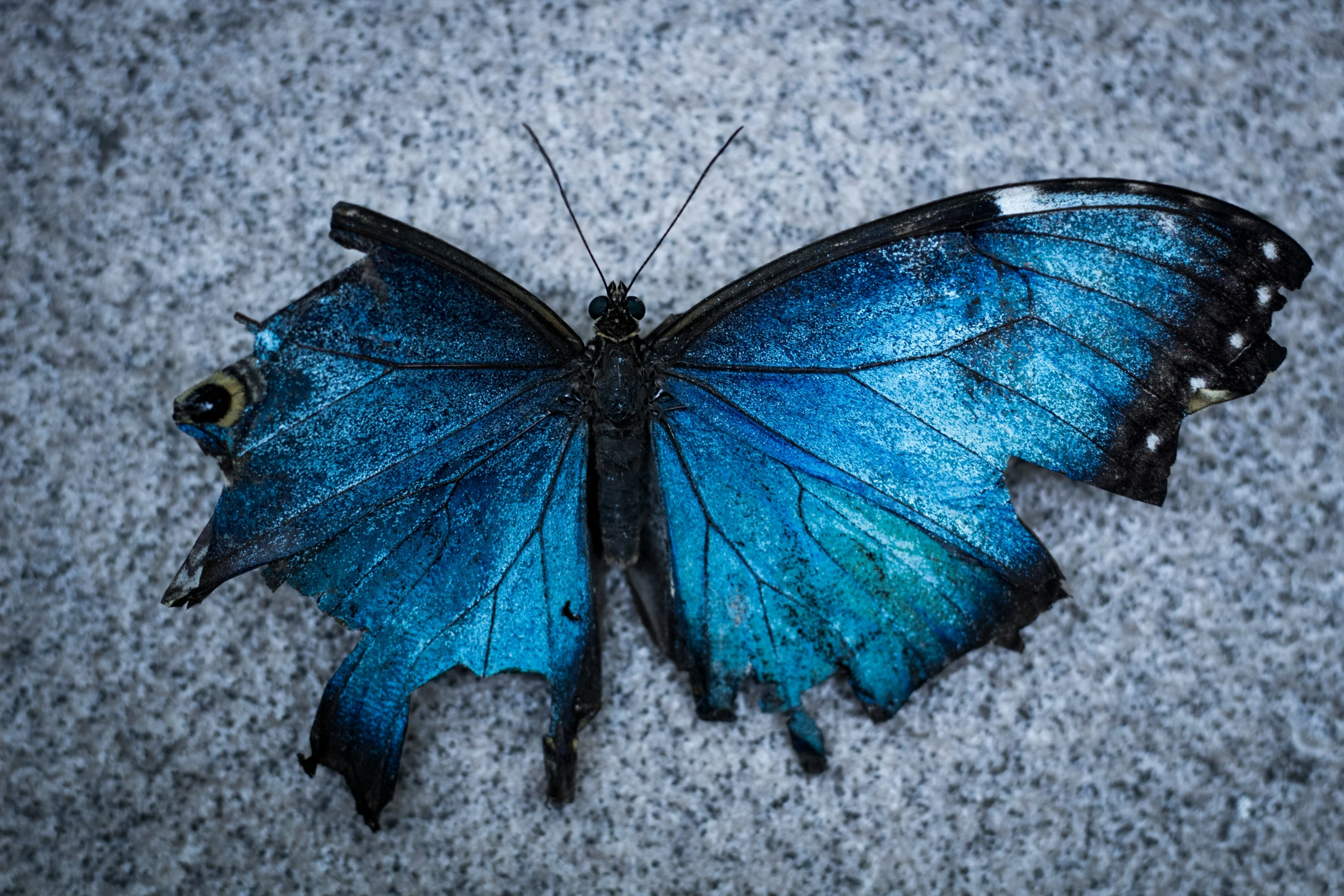 a blue erfly resting on a gray carpet