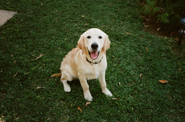 a golden retriever is sitting in a lawn next to a fire hydrant