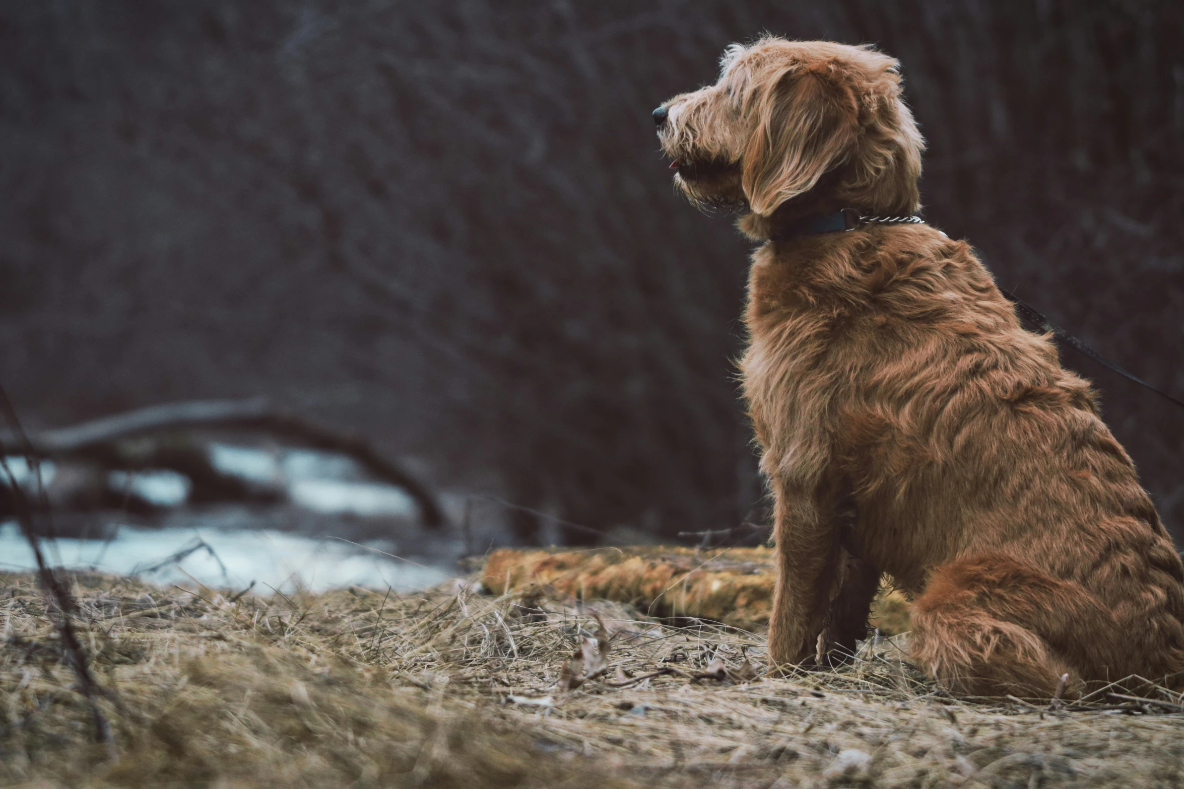 a dog with a collar sits in a field