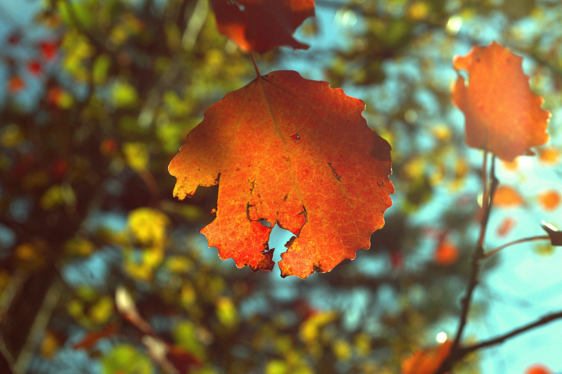 the leaves of a tree turn golden orange as autumn begins