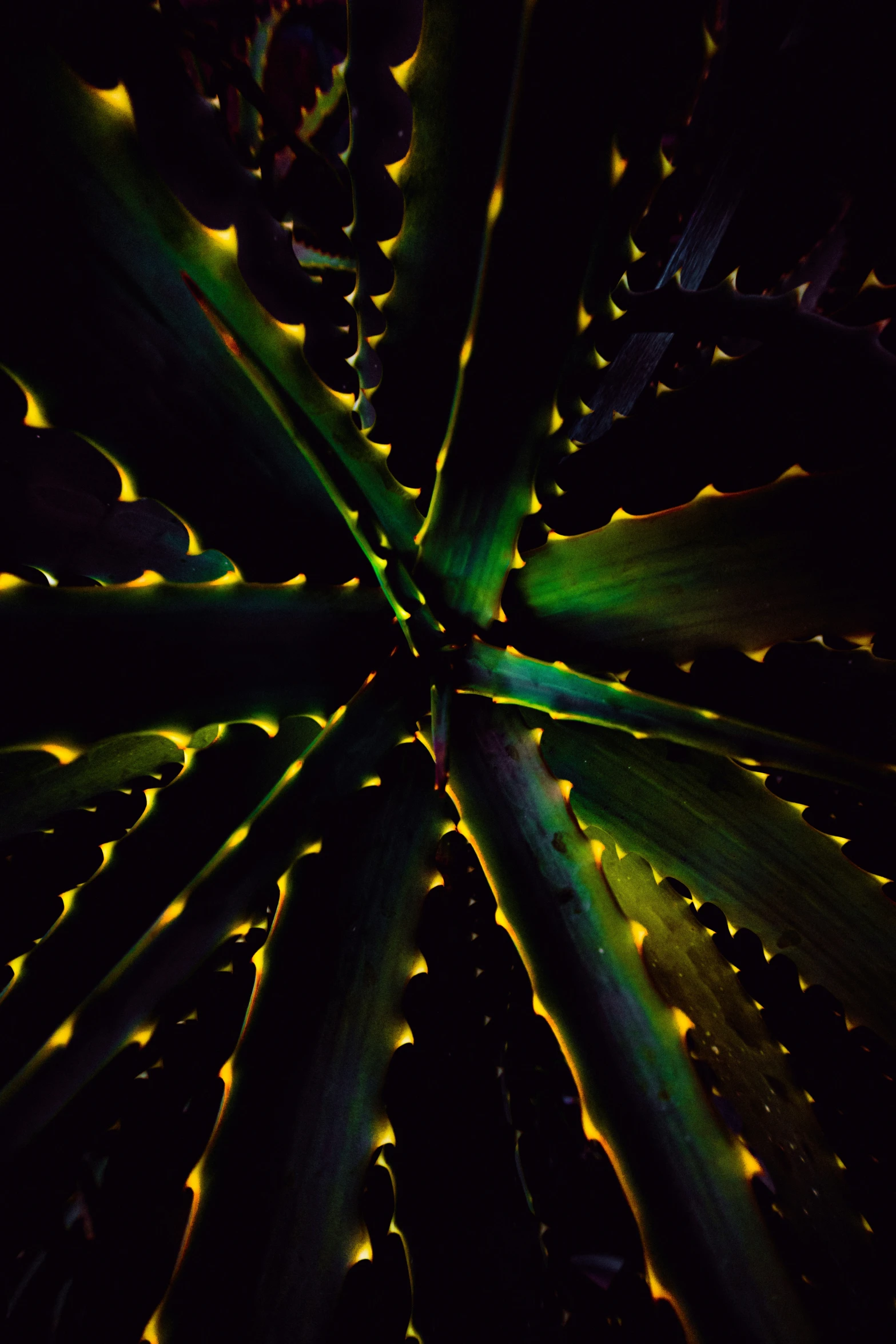 the back side of a leaf with lights