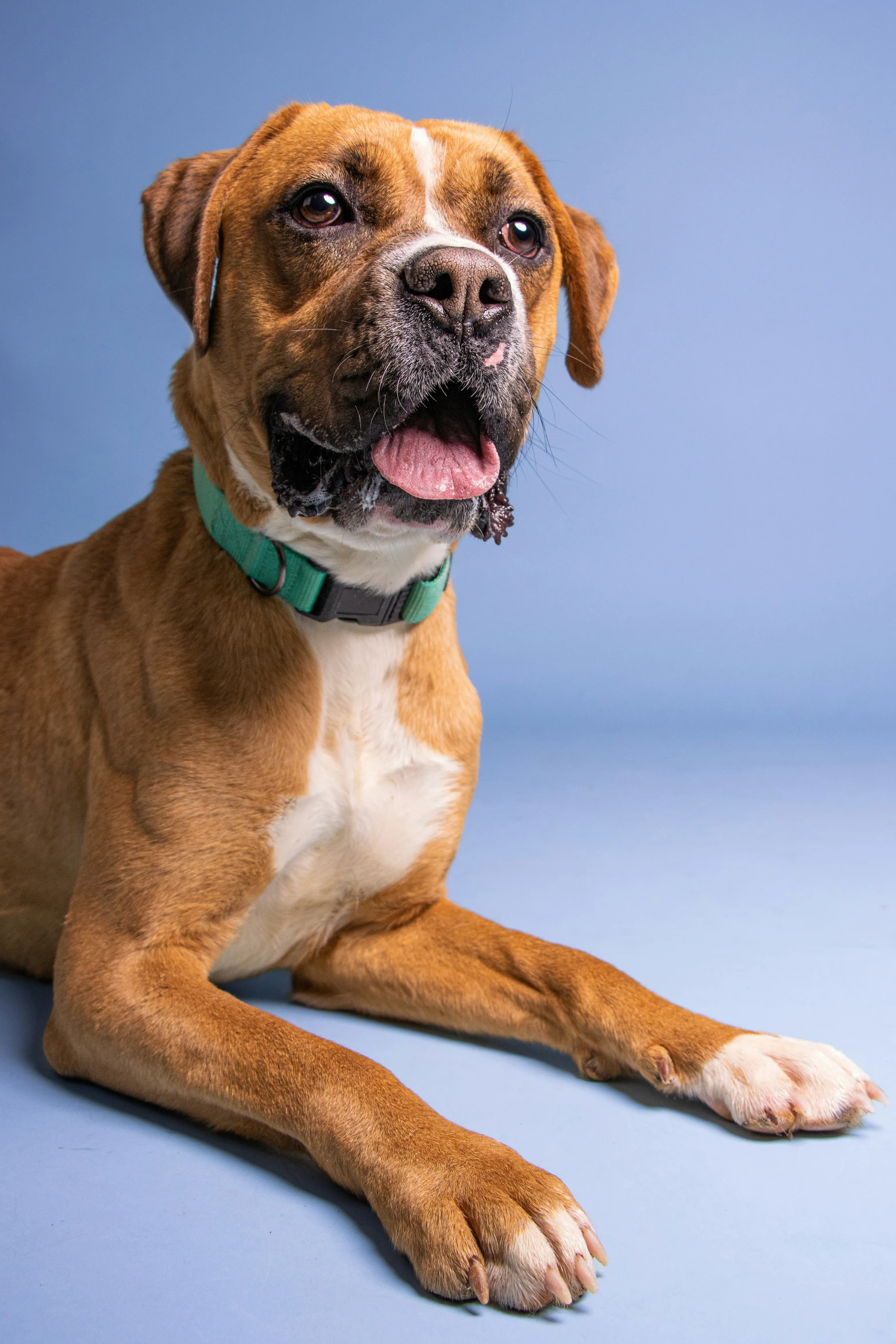 a brown dog sitting next to a green tag