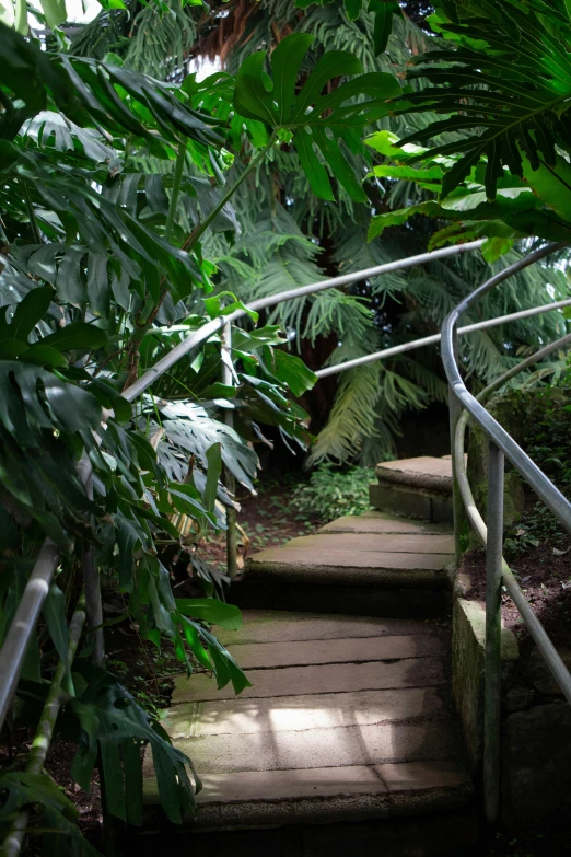 a set of stairs going down to the trees