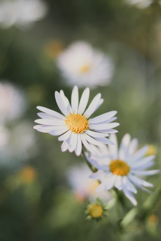 daisies growing in the garden are blooming