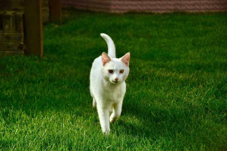 a white cat is walking in a grassy yard