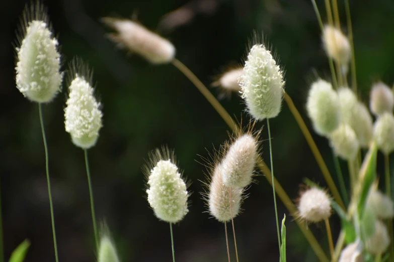 some white flowers are growing in the green field