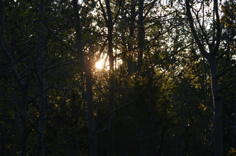the sun shines through a thick tree line