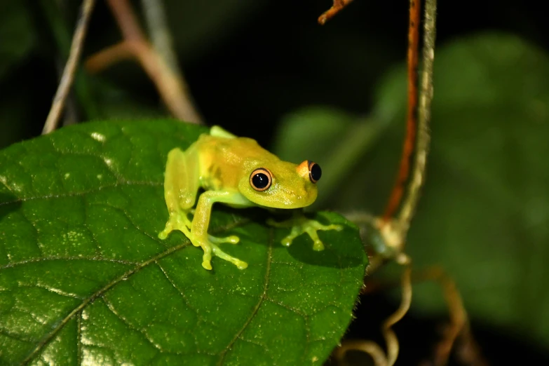 a green frog sits on top of a leaf