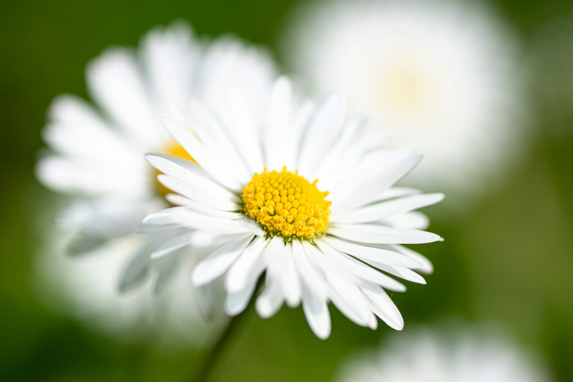 the white and yellow flower has some petals in it