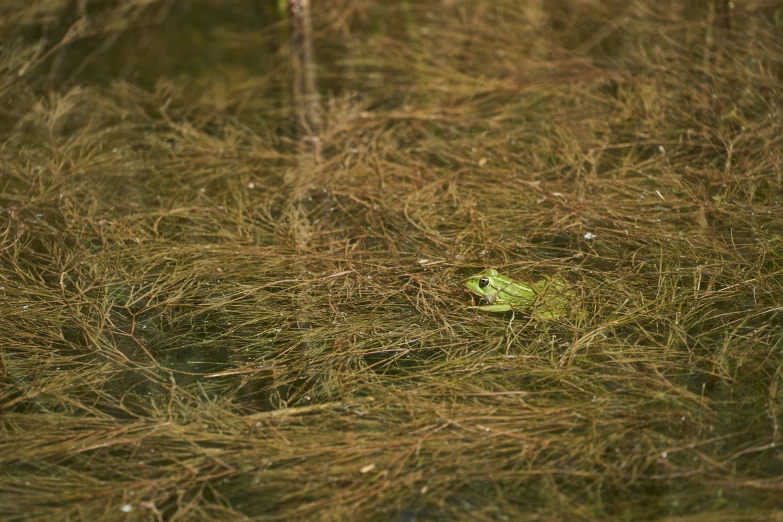 a green frog sitting on top of a grass covered field