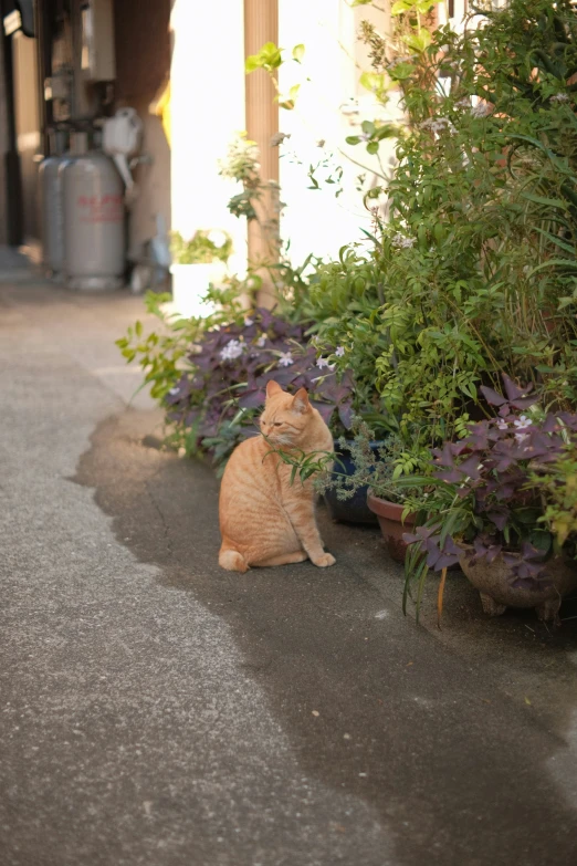 an orange and white cat is sitting next to a potted plant