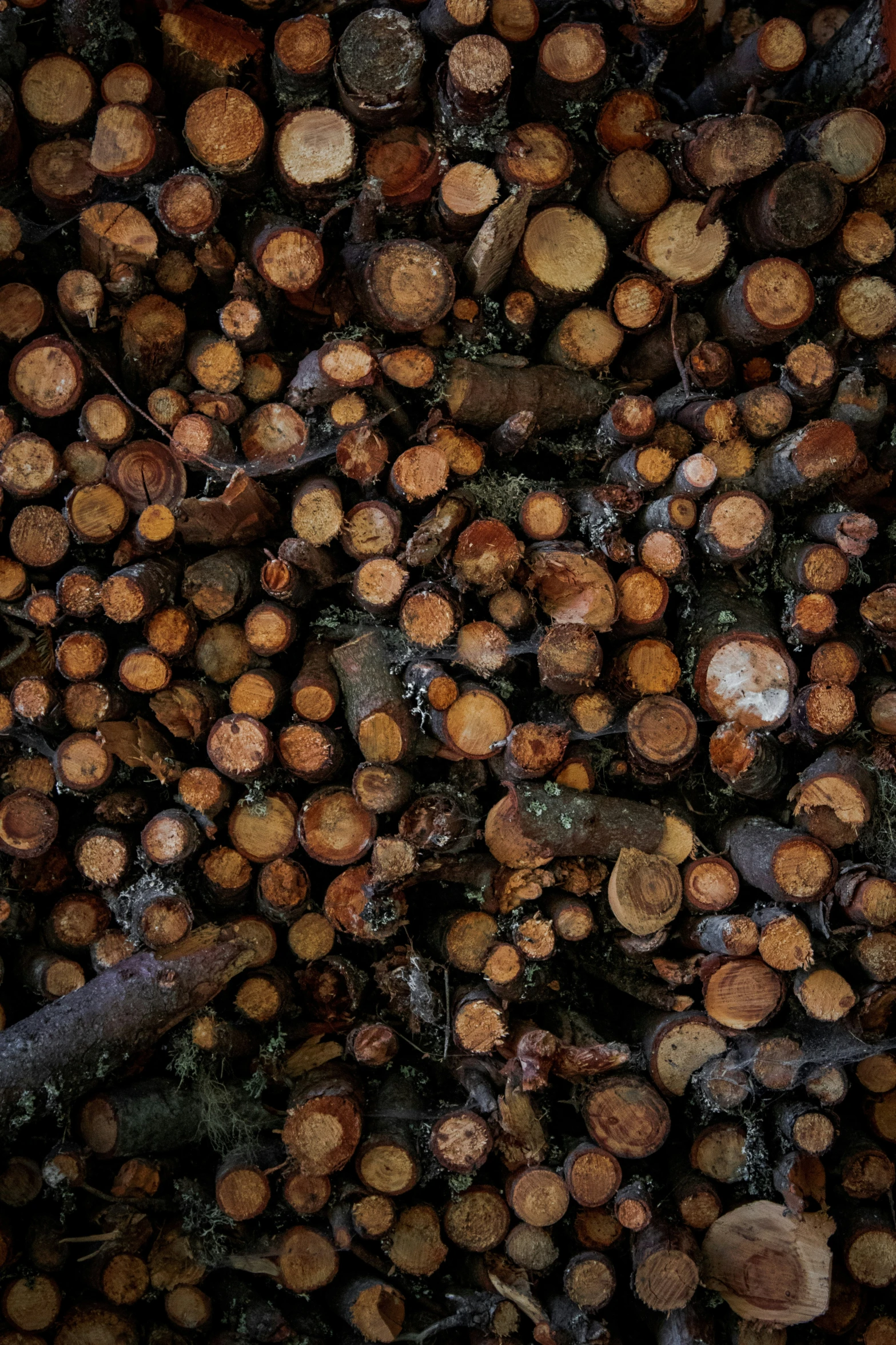 a stack of tree logs are piled and ready to be cut