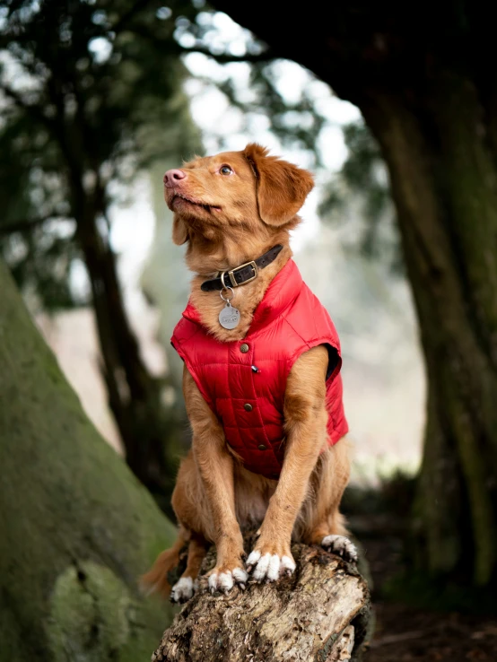 the brown dog is wearing a red jacket