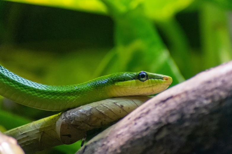 a green snake with black eyes in a tree