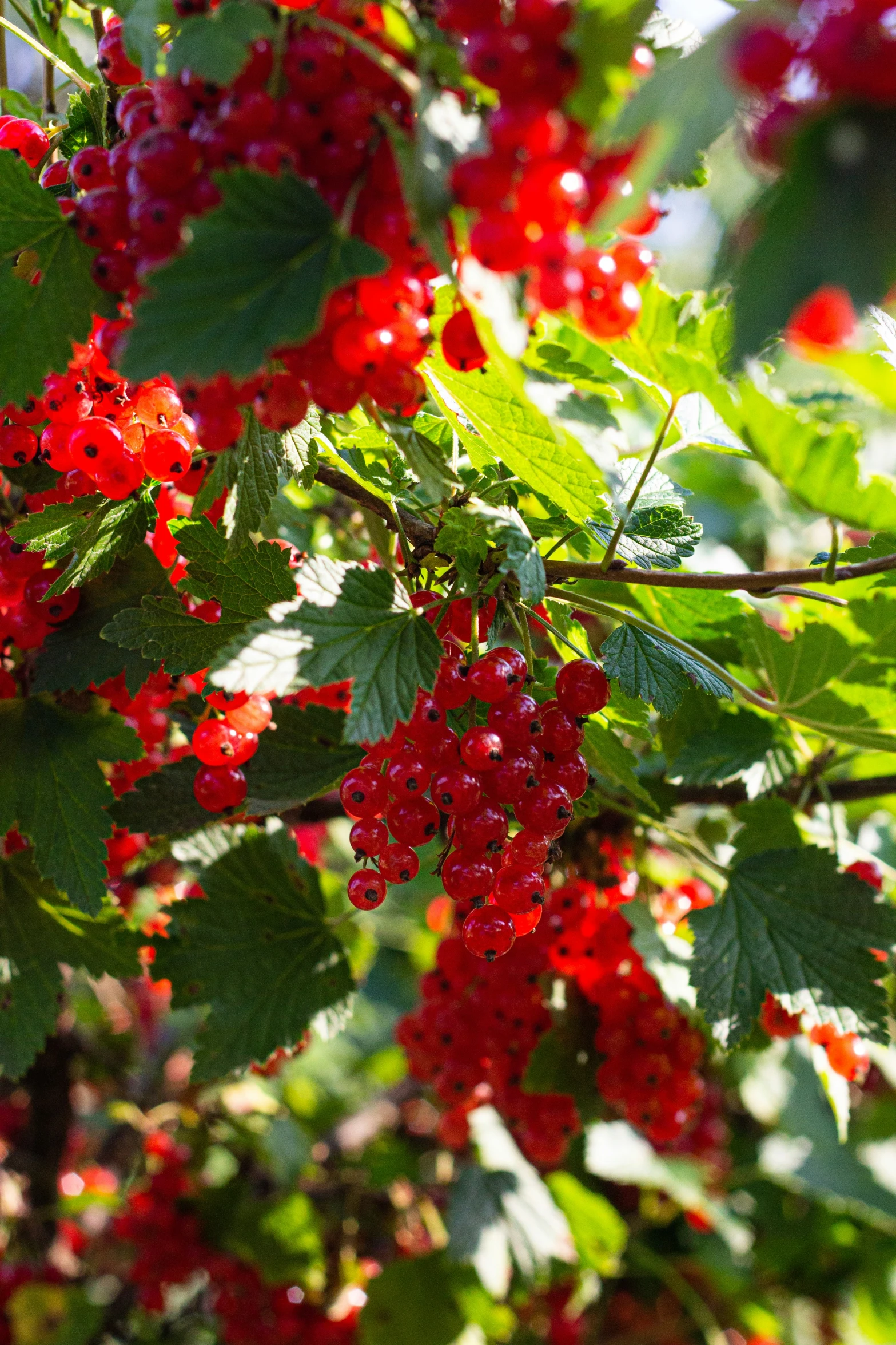 red berries are on the nch of a bush