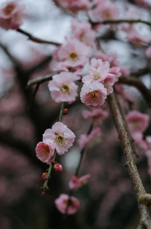 some pink flowers are blooming in a tree