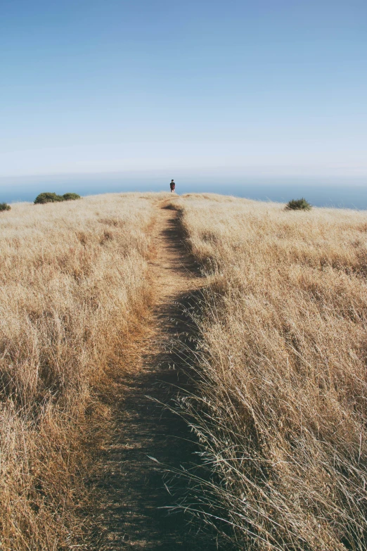 an empty path in the tall grass