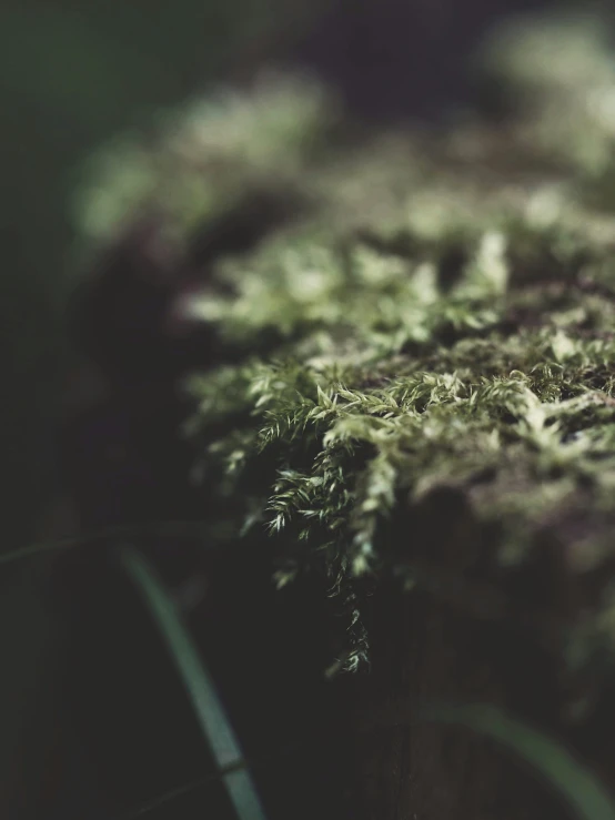 an artistic pograph of moss growing on a nch