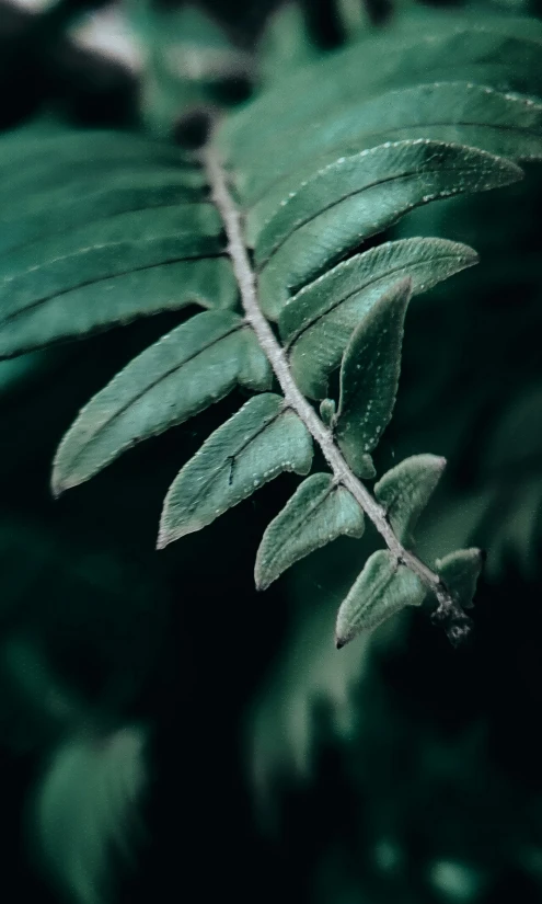 green leaves from a tree in the dark