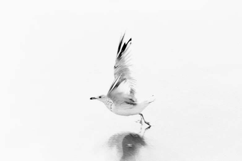 a seagull flying through the air in black and white