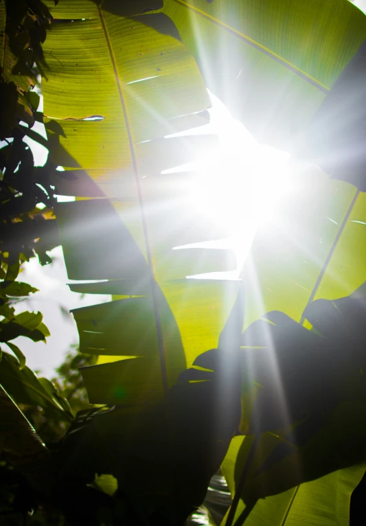 the sun is shining through some leaves with the sky in the background