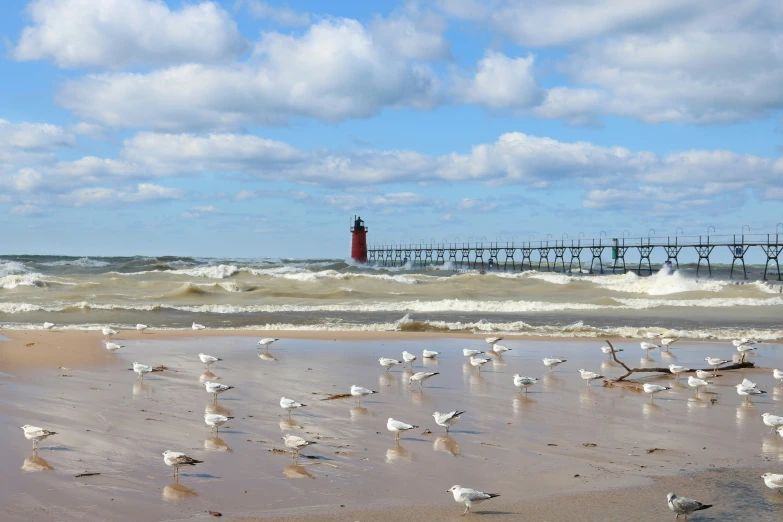 a beach with many birds walking around near the ocean