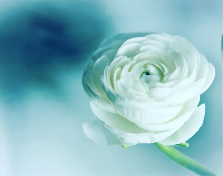 white flower with its petals in a blurry picture