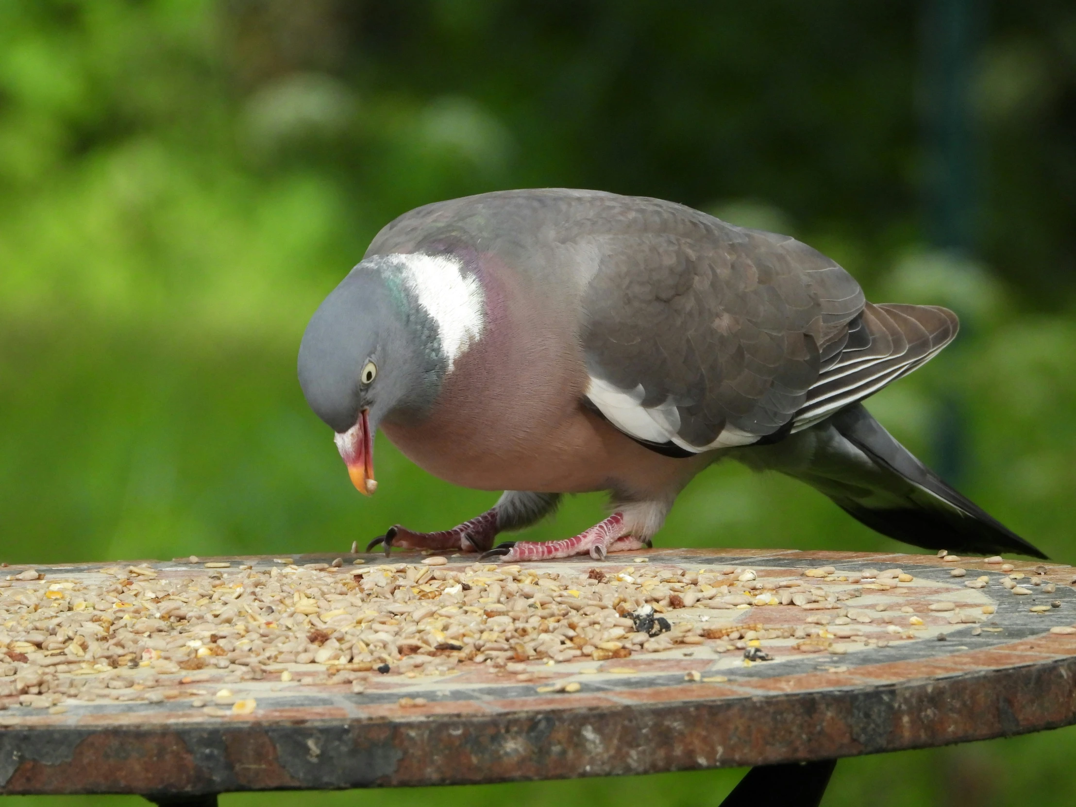 a pigeon eating granola on the end of a bird feeder