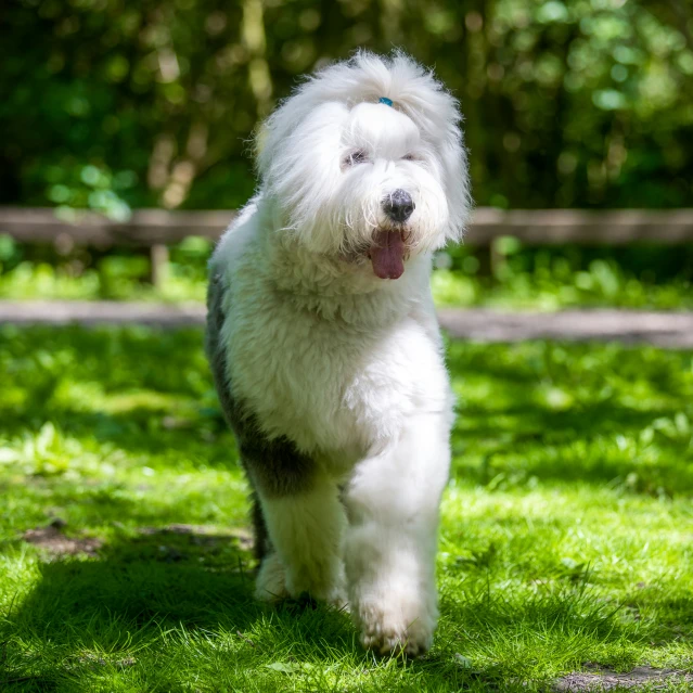 an adorable little white dog standing in a grassy area