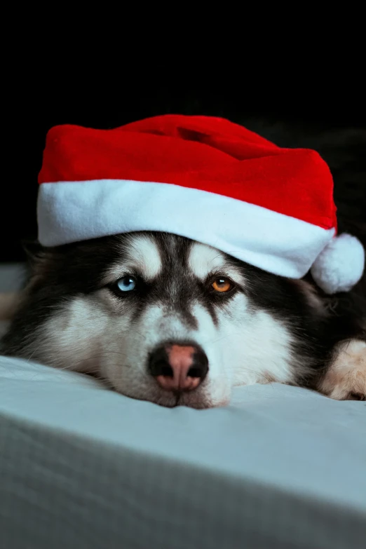 a husky is sleeping with a santa hat on