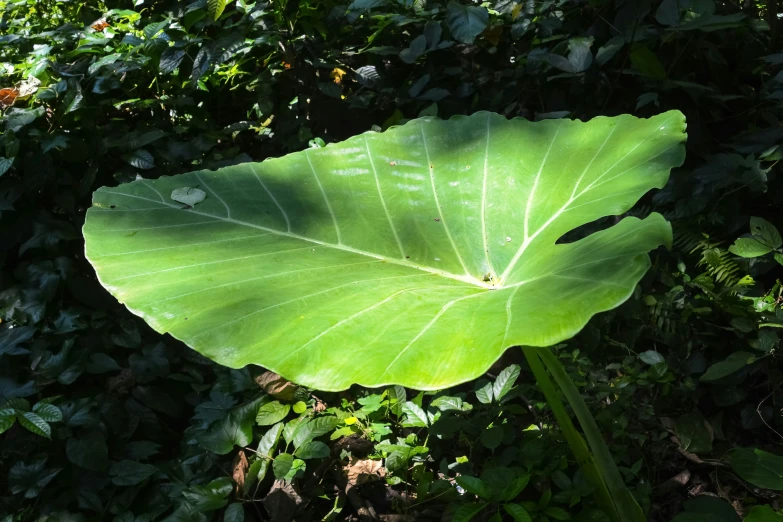 a large leaf lies on the ground in some green foliage