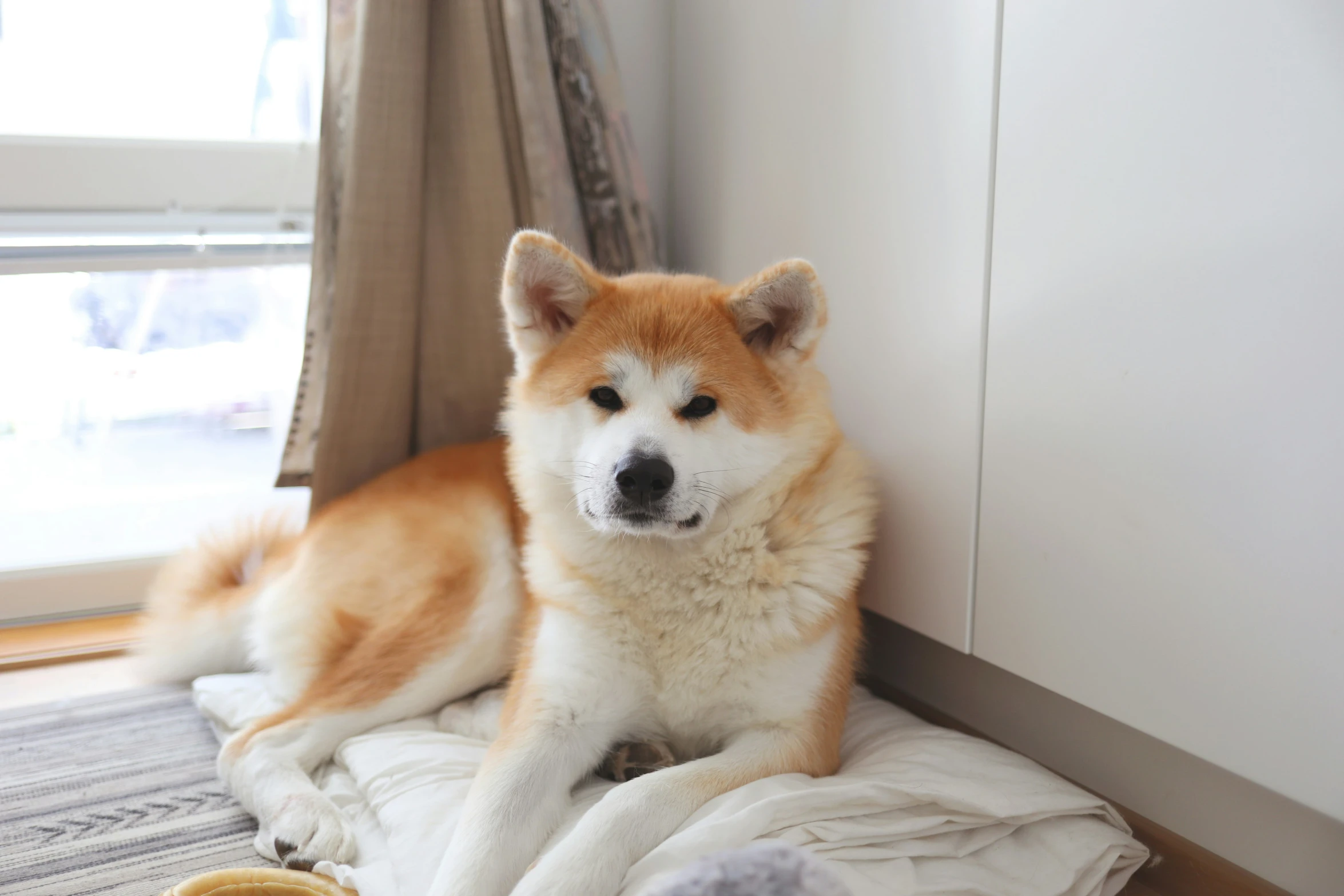 the small dog has one ear up on the blanket