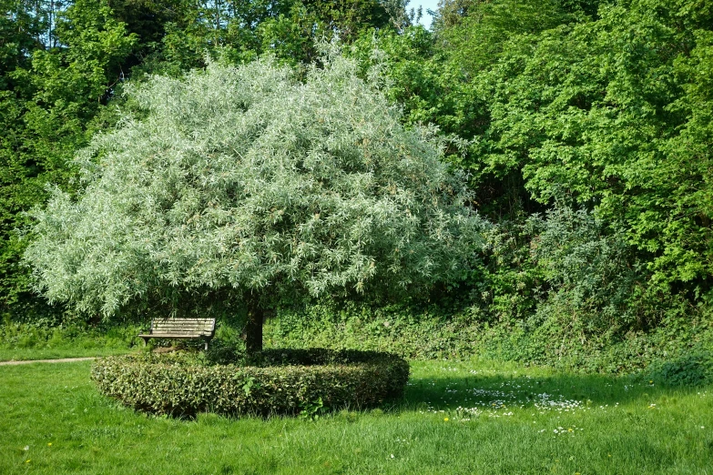 there is a bench under the green tree