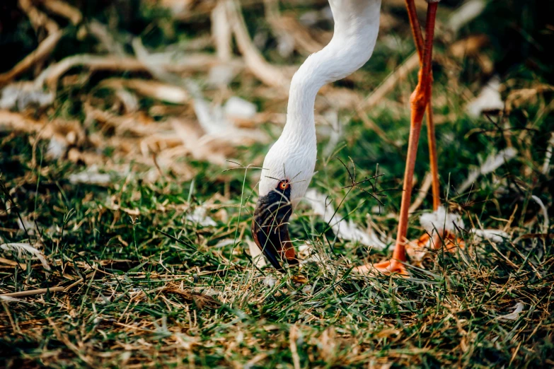 an animal that is standing in the grass