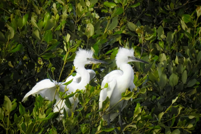 two birds sitting in the middle of some plants