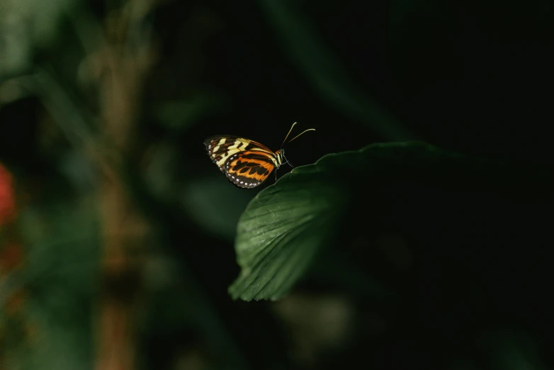 a picture of a erfly sitting on a leaf